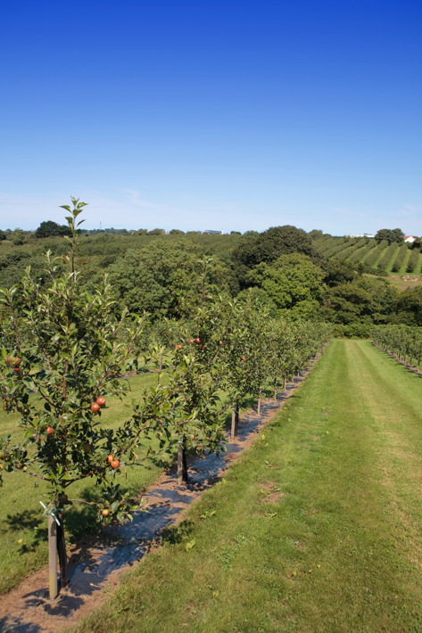 Guernsey apple orchard