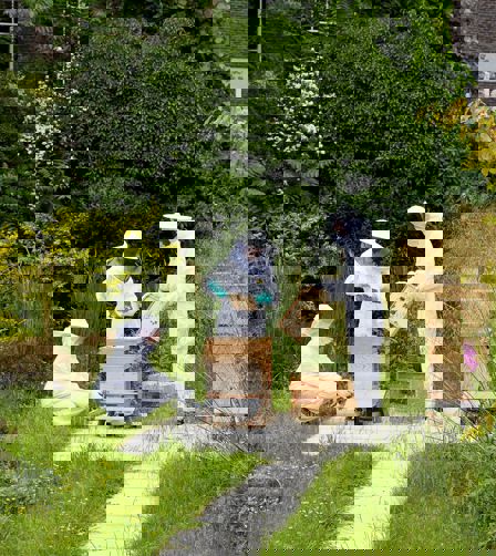 Bloomsbury bees Bloomsbury bees