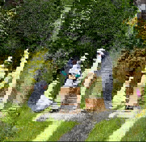 Bloomsbury bees Bloomsbury bees