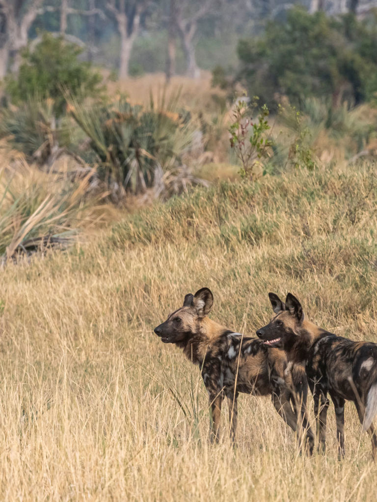 Wild Dogs at Xigera Wild Dogs at Xigera