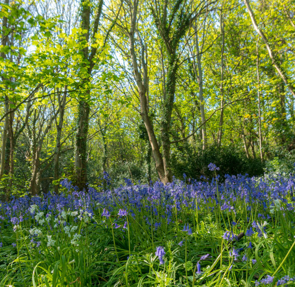 Bluebell woods park in Guernsey Bluebell woods park in Guernsey