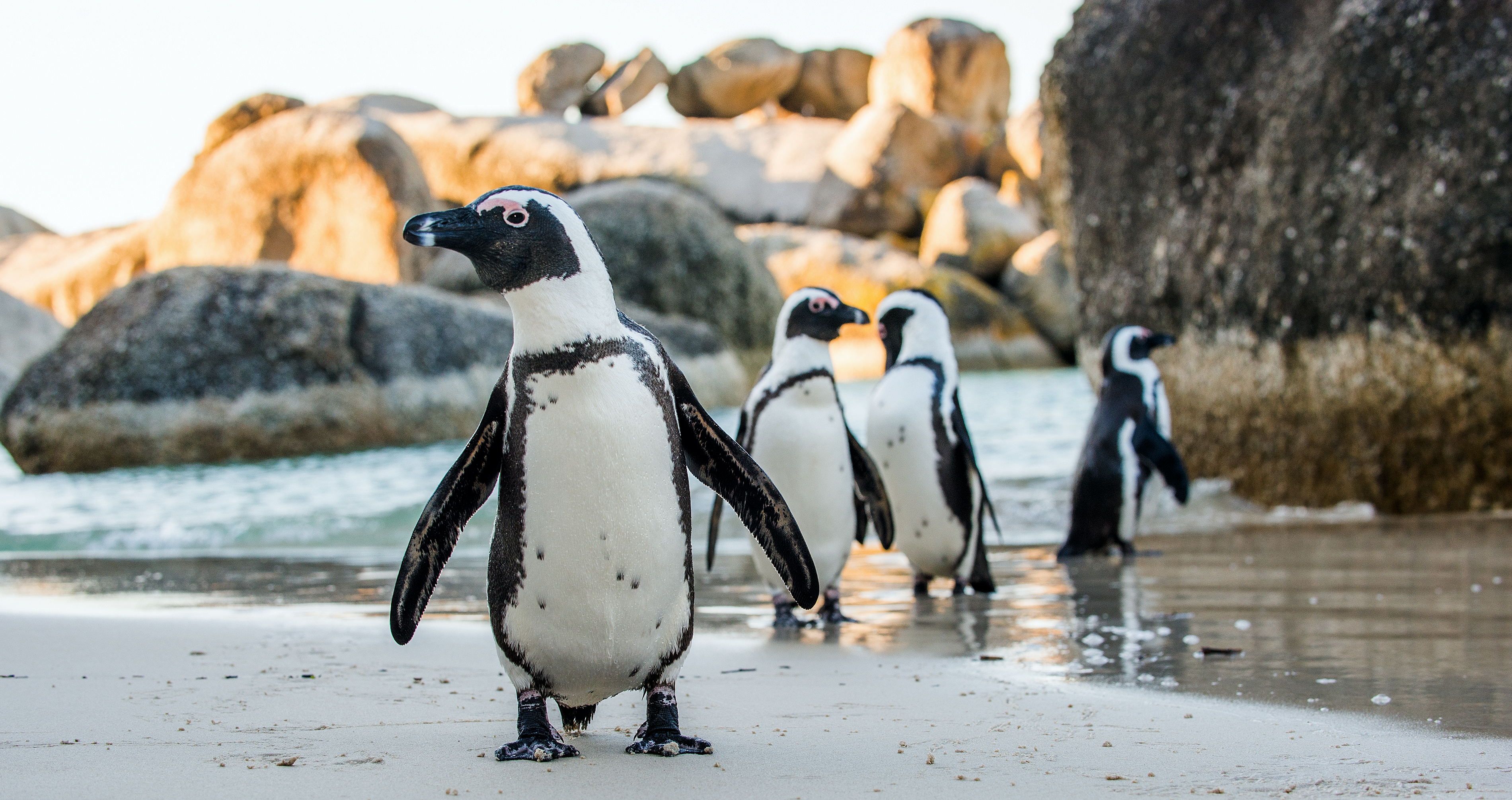 African penguin on the sandy beach. African penguin ( Spheniscus demersus) also known as the jackass penguin and black-footed penguin. Boulders colony. Cape Town. South Africa
