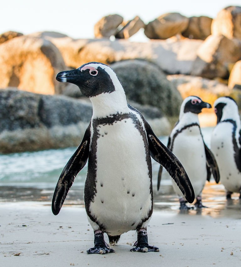 African penguin on the sandy beach. African penguin ( Spheniscus demersus) also known as the jackass penguin and black-footed penguin. Boulders colony. Cape Town. South Africa African penguin on the sandy beach. African penguin ( Spheniscus demersus) also known as the jackass penguin and black-footed penguin. Boulders colony. Cape Town. South Africa