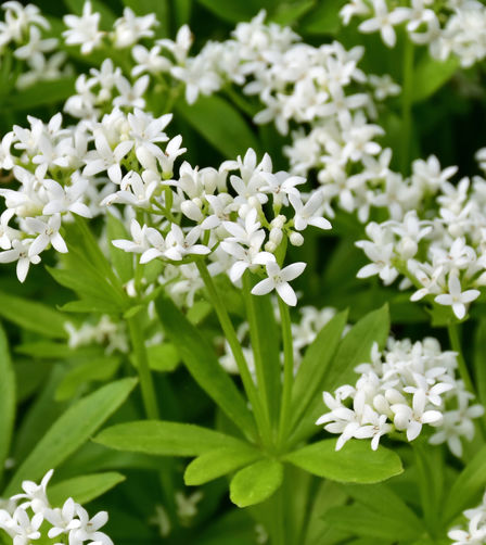 White woodruff White woodruff