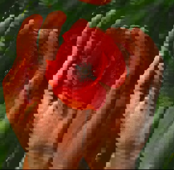 Hands holding a poppy Hands holding a poppy