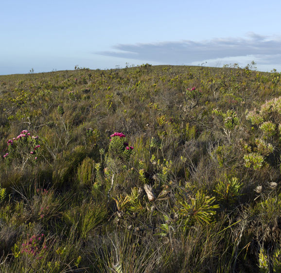 Bouchard Finlayson View over the fields of Fynbos Bouchard Finlayson View over the fields of Fynbos