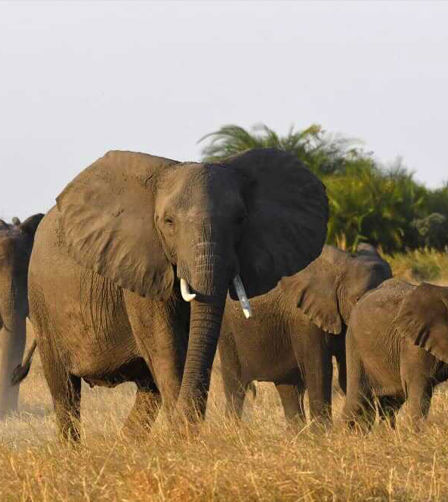 Elephants Elephants