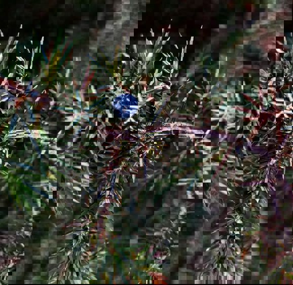 Juniper Berries Close Up Juniper Berries Close Up