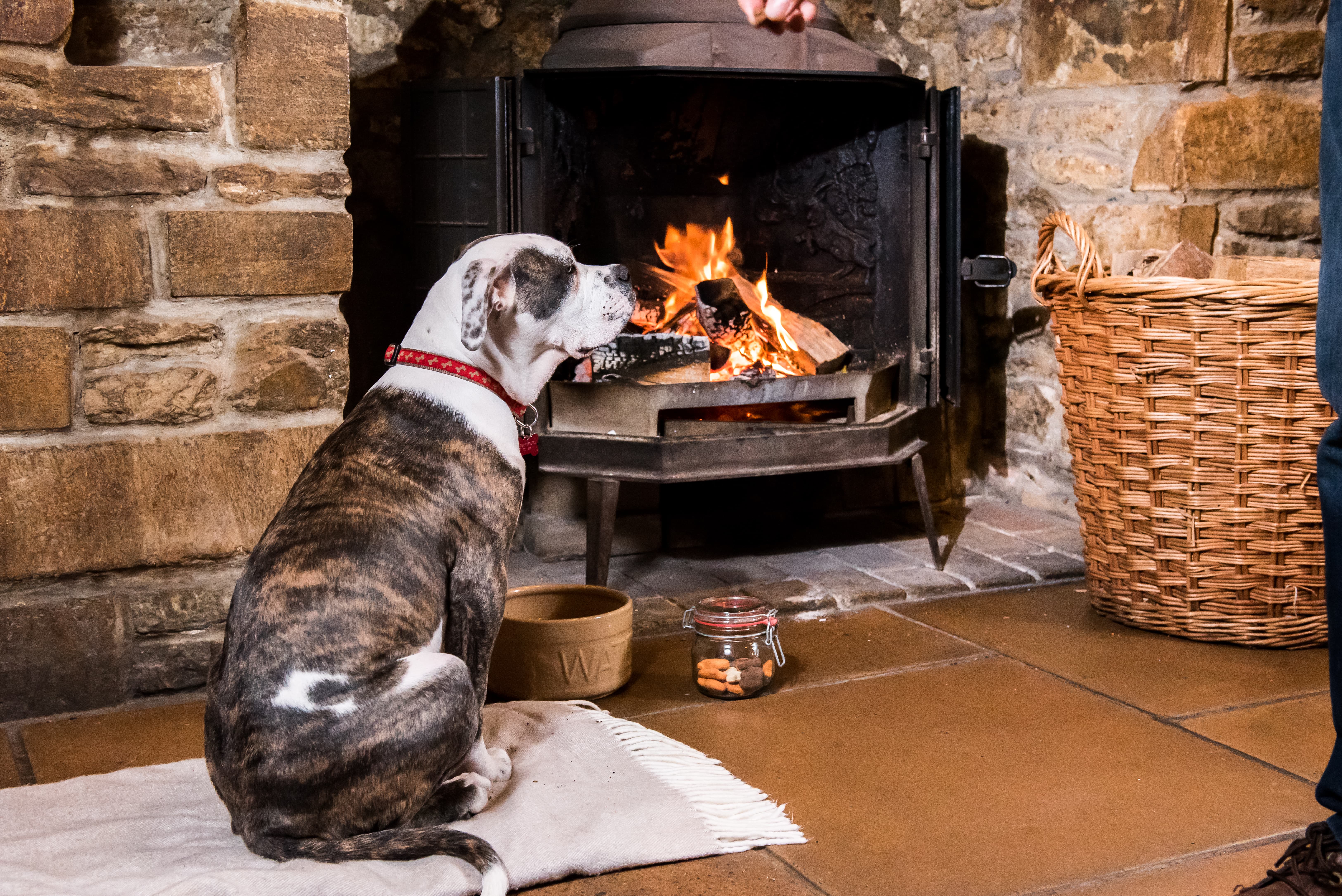 Dog in front of fire place at Acorn Inn