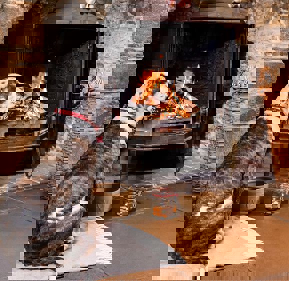 Dog in front of fire place at Acorn Inn Dog in front of fire place at Acorn Inn