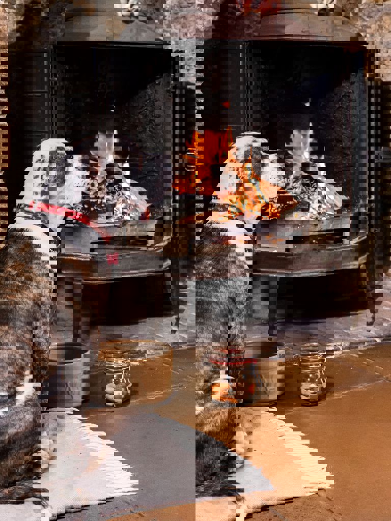 Dog in front of fire place at Acorn Inn Dog in front of fire place at Acorn Inn