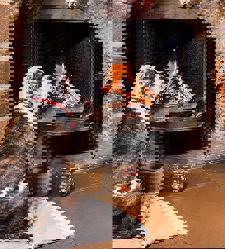 Dog in front of fire place at Acorn Inn Dog in front of fire place at Acorn Inn