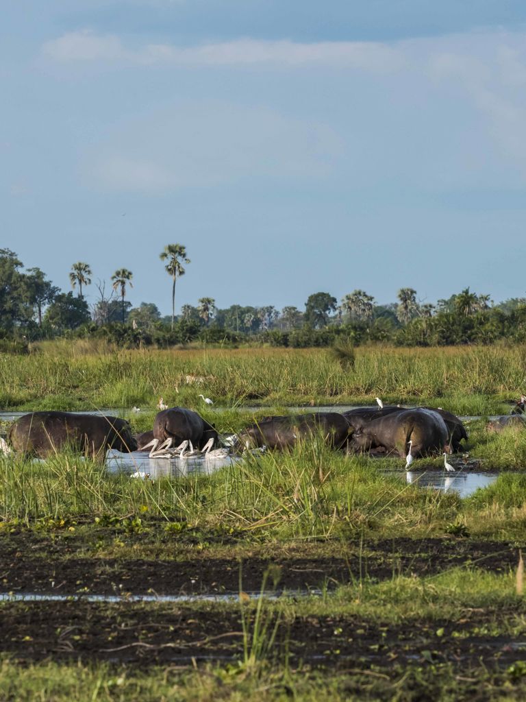 Hippo In Water Hippo In Water