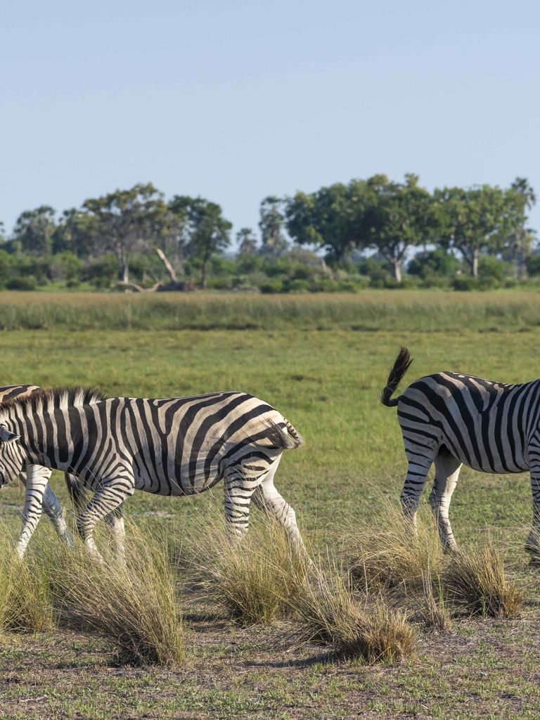 Zebra's gatehred together grazing grass Zebra's gatehred together grazing grass