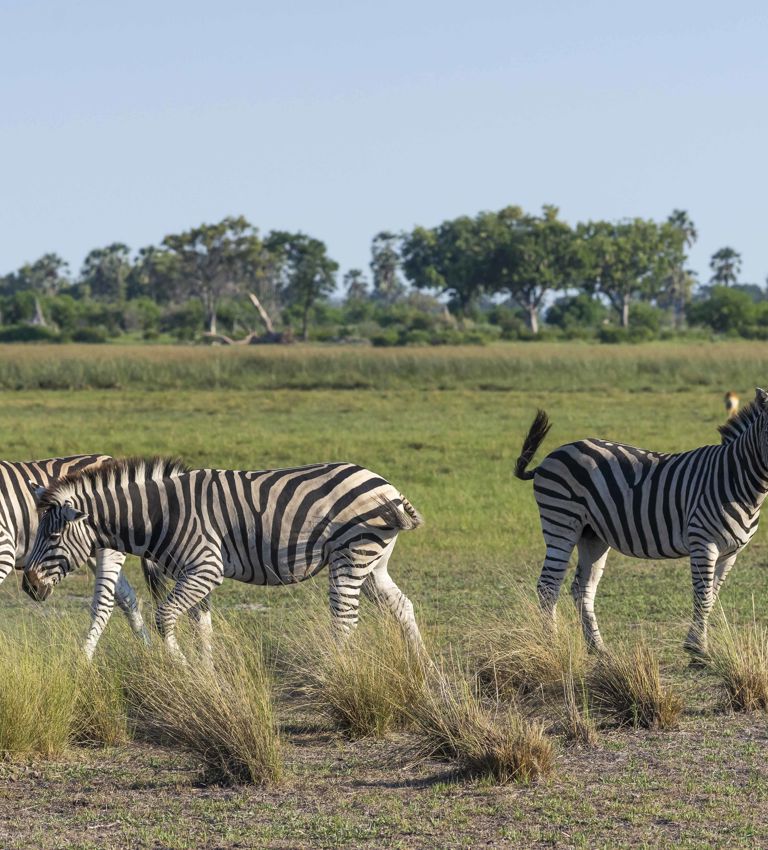 Zebra's gatehred together grazing grass Zebra's gatehred together grazing grass