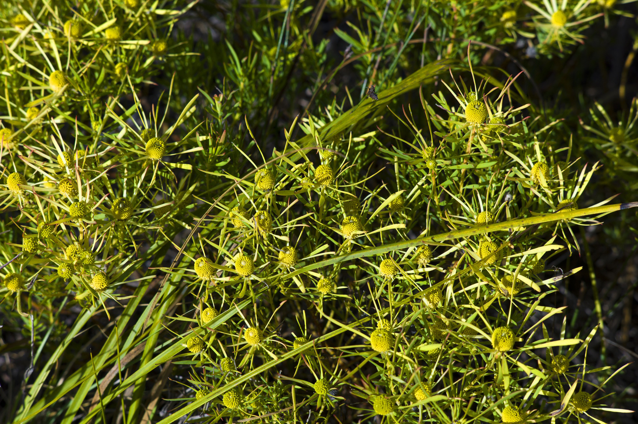 Bouchard Finlayson Fynbos 