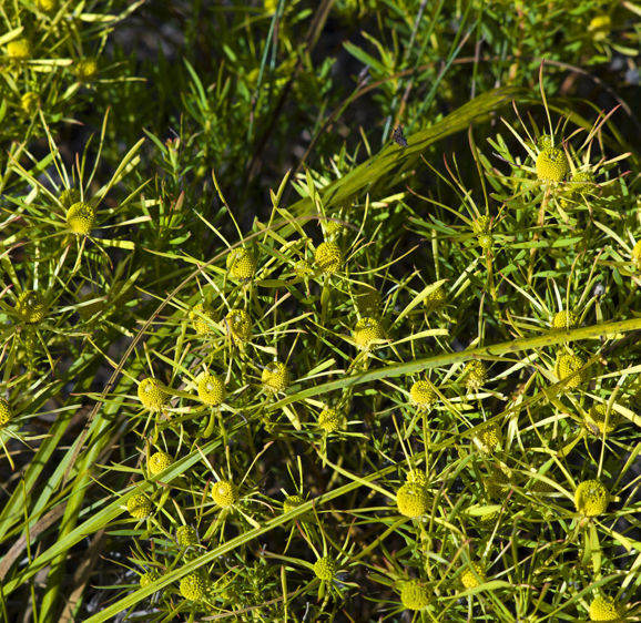 Bouchard Finlayson Fynbos Bouchard Finlayson Fynbos